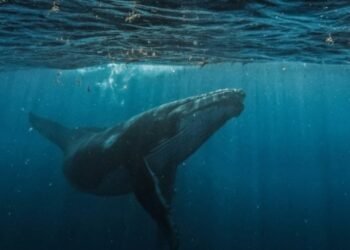 Bitcoin OG Owen Gunden moves $372M in BTC, first batch hits Kraken