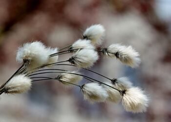 Cotton Closes the Week with Strength