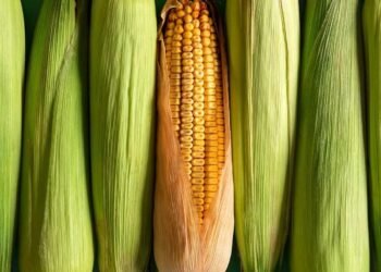 How Much Higher Can Corn Prices Go?