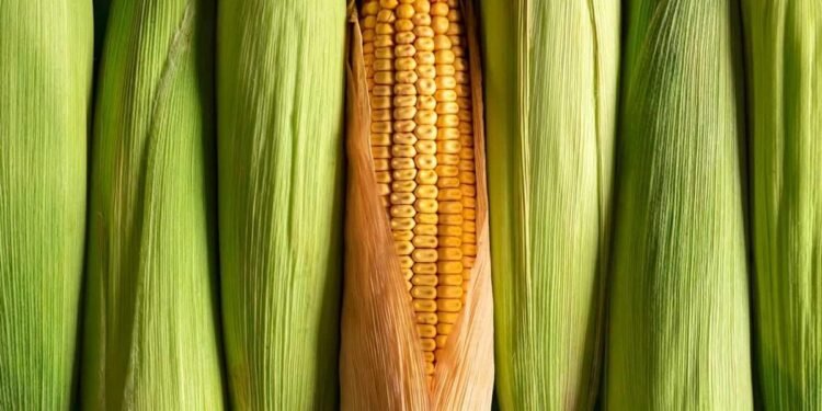 How Much Higher Can Corn Prices Go?