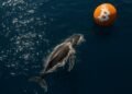 Over 10,000 Bitcoin bought by whales in last 24 hours