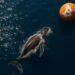 Over 10,000 Bitcoin bought by whales in last 24 hours