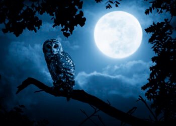 Private credit leads fundraising surge at Blue Owl in Q3