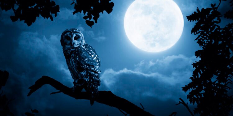 Private credit leads fundraising surge at Blue Owl in Q3