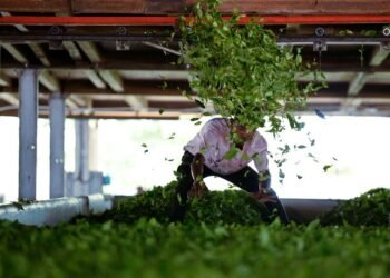 Trump tariff rollback offers relief for Indian farmers