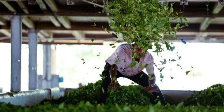 Trump tariff rollback offers relief for Indian farmers