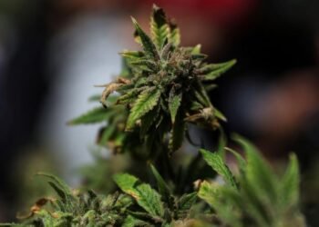 Cannabis stocks climb after Trump signs order to ease curbs on marijuana