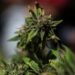 Cannabis stocks climb after Trump signs order to ease curbs on marijuana