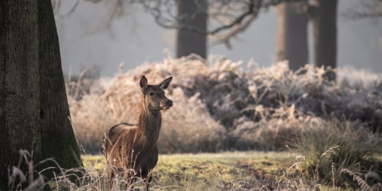 Deerpath closes $3.5bn direct lending fund