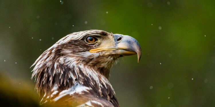 First Eagle acquires Diamond Hill