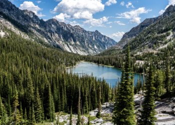 Get a Government Permit to Cut Your Own Christmas Tree at a National Forest