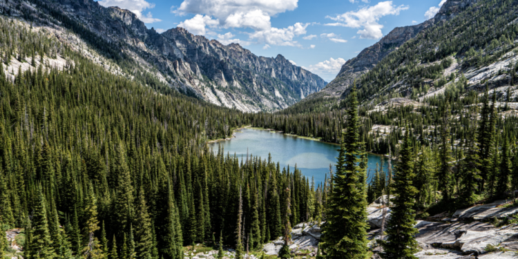 Get a Government Permit to Cut Your Own Christmas Tree at a National Forest