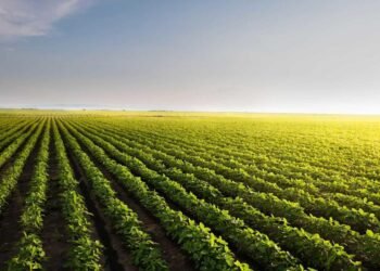 Is it Time to Be Bullish Soybeans?