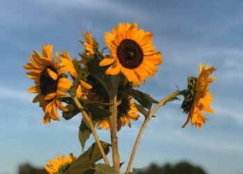 Minimise age discrimination in the job search with these CV tips