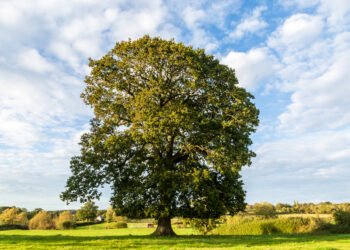 Allianz partners with Oaktree