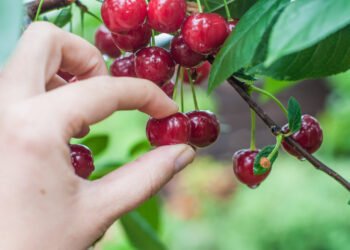 Adams Street Partners says lenders need to be picky