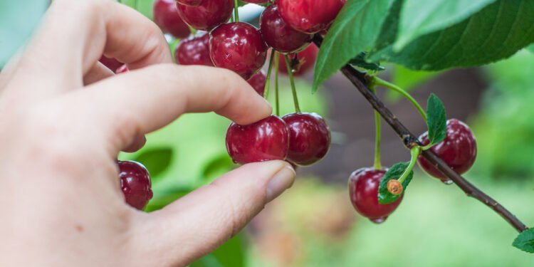 Adams Street Partners says lenders need to be picky