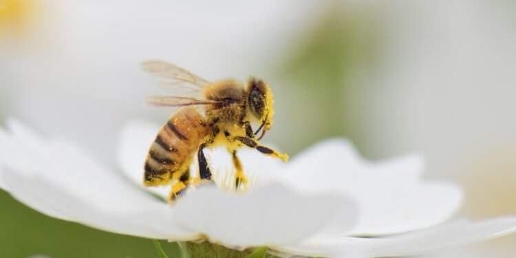 Pollen Street backs £110m funding line
