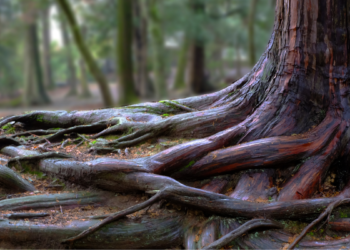 Use the ‘Five Whys’ to Get to the Root of Your Productivity Problems