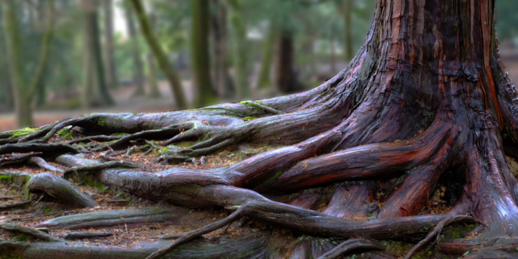 Use the ‘Five Whys’ to Get to the Root of Your Productivity Problems