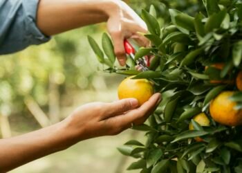 You can still use the 0% capital gains bracket for 2025