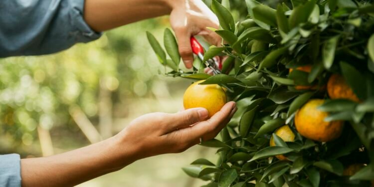 You can still use the 0% capital gains bracket for 2025