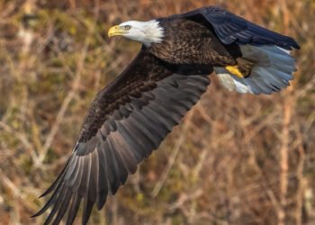 Eagle Point backs lower mid-market lender Pasadena