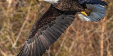 Eagle Point backs lower mid-market lender Pasadena