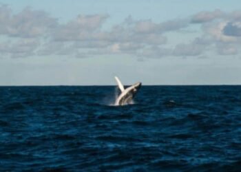 Ethereum OG whale wakes up after nine years, deposits 50K ETH into Gemini