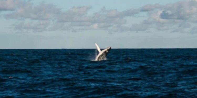 Ethereum OG whale wakes up after nine years, deposits 50K ETH into Gemini