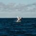 Ethereum OG whale wakes up after nine years, deposits 50K ETH into Gemini