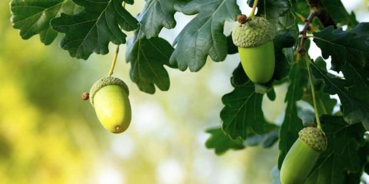 Oaktree's ABF strategy