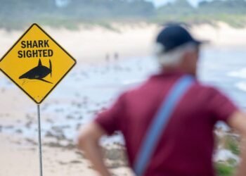 Sydney beaches close after three shark attacks in two days