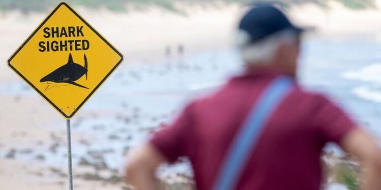 Sydney beaches close after three shark attacks in two days