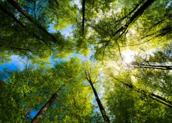 Tree Line raises $1.1bn for fourth direct lending fund