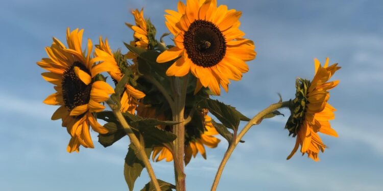 Age discrimination during the job search