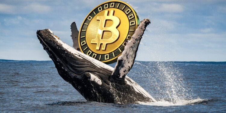 Bitcoin briefly tumbles below $75K, but these investors see a buying opportunity