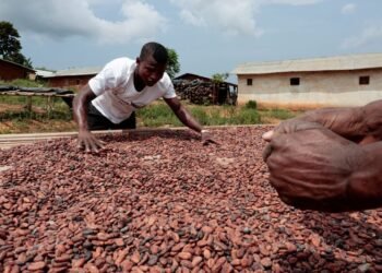 Exclusive-Ivory Coast to cut farmer cocoa price with earlier start of mid-crop, sources say