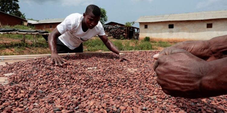 Exclusive-Ivory Coast to cut farmer cocoa price with earlier start of mid-crop, sources say