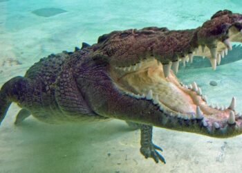 K-shaped economy widens as middle-class spending slows: economist