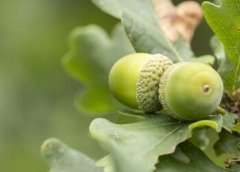 Oaktree raises $2.4bn for fourth special situations fund