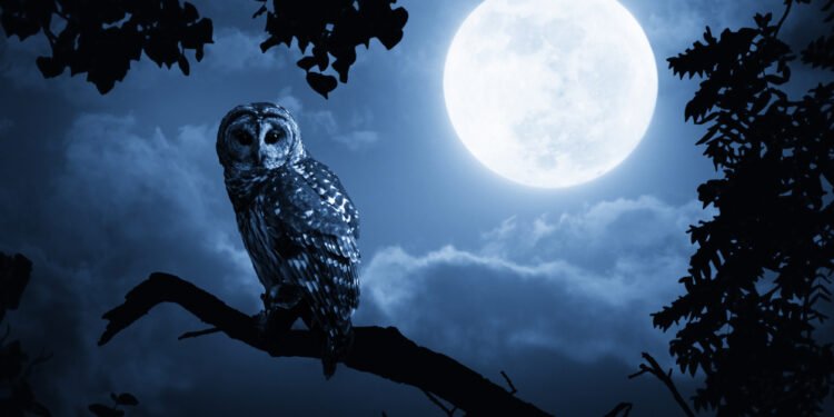  Ratings firms allay fears over Blue Owl’s BDC