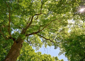 AshGrove founders lead shareholder buyout and install chairman