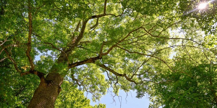 AshGrove founders lead shareholder buyout and install chairman