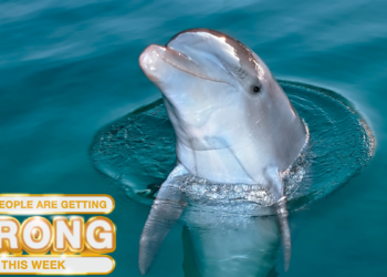 Did Dolphins Kidnap a Florida Man?: What People Are Getting Wrong This Week