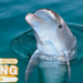 Did Dolphins Kidnap a Florida Man?: What People Are Getting Wrong This Week