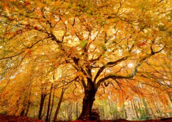 GoldenTree AM closes 37th CLO at $703m