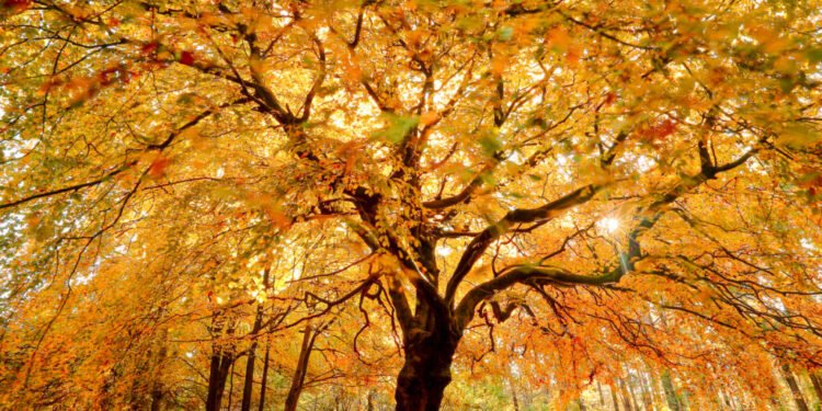 GoldenTree AM closes 37th CLO at $703m