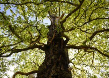 Oaktree deepens insurance push with Atlantic Coast Life takeover