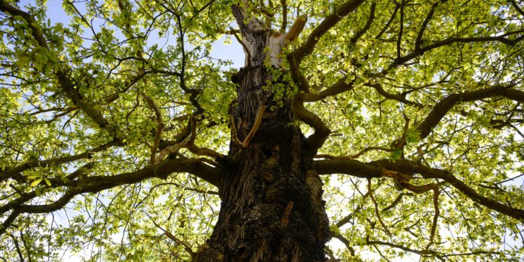 Oaktree deepens insurance push with Atlantic Coast Life takeover